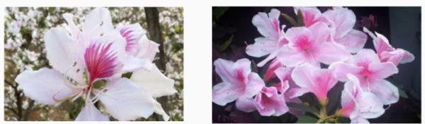 广东一家五口饮汤中毒？春季高发！爱煲汤的东莞人，千万别碰它！