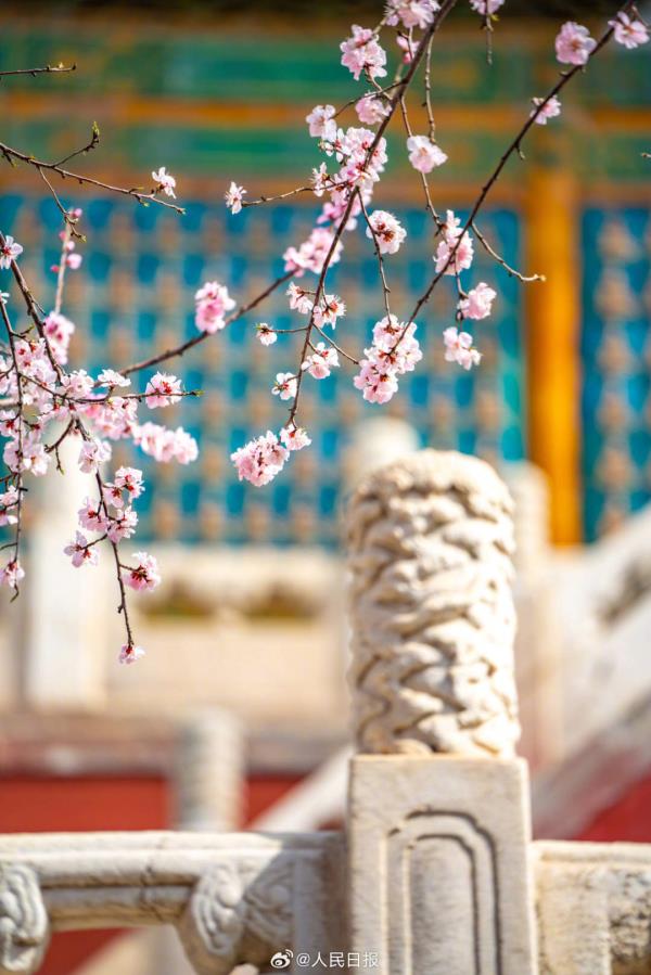 收藏美景！北海公园桃花盛放