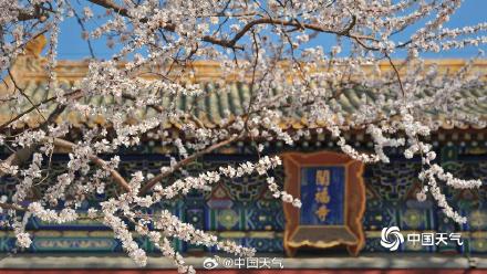 春到便繁华！被春天这满屏幕的花花包围了