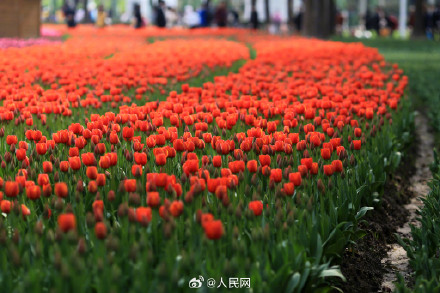 上海春日限定郁金香壁纸 上海春日限定郁金香壁纸