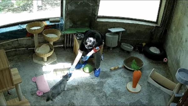 西宁野生动物园：兔狲“狲大娘”因病死亡，初步诊断为子宫蓄脓