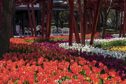 上海春日限定郁金香壁纸 上海春日限定郁金香壁纸