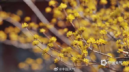 春到便繁华！被春天这满屏幕的花花包围了