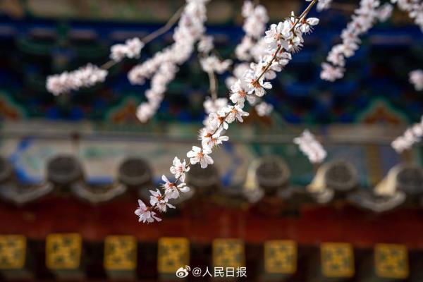 收藏美景！北海公园桃花盛放