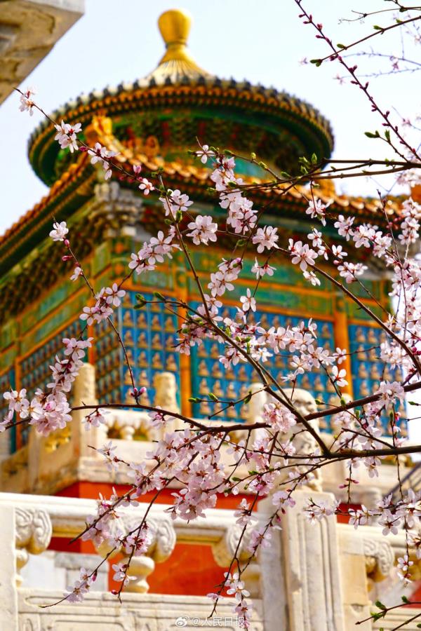 收藏美景！北海公园桃花盛放