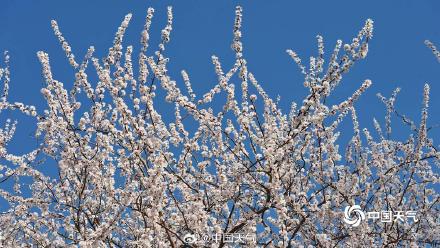 春到便繁华！被春天这满屏幕的花花包围了