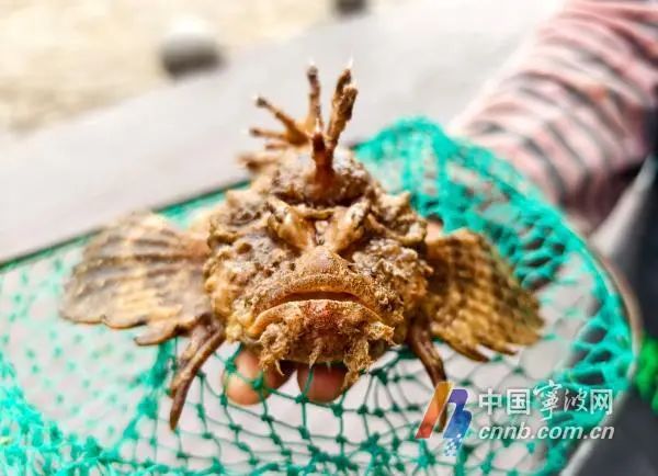 鱼头像龙又像虎！宁波渔民捕到一条长相奇特的“怪鱼”