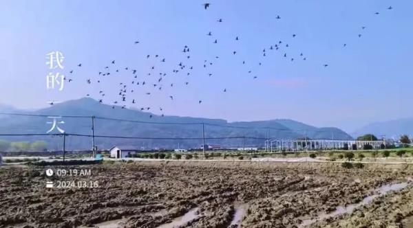 抓不牢也赶不走!杭州老板急了:谁逮到就送 抓不牢也赶不走!杭州老板急了:谁逮到就送