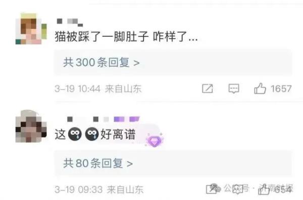 男子打羽毛球被流浪猫绊倒致十级伤残，投喂者被判赔24万元