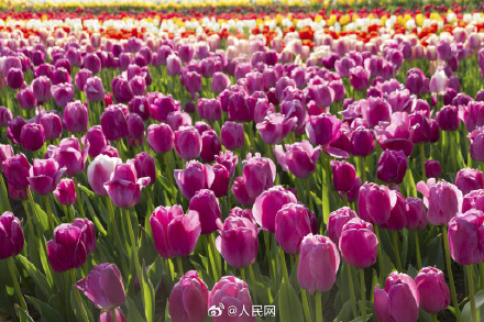 上海春日限定郁金香壁纸 上海春日限定郁金香壁纸