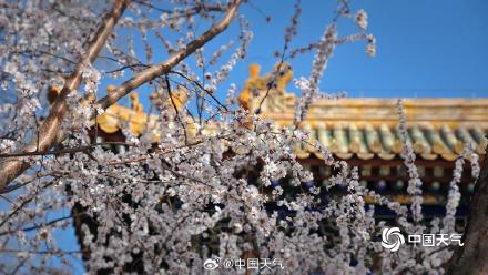 春到便繁华！被春天这满屏幕的花花包围了