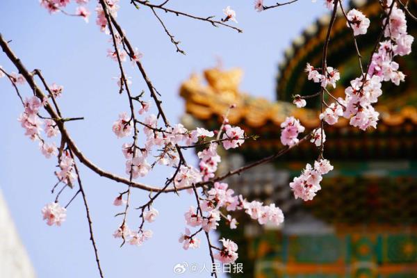 收藏美景！北海公园桃花盛放