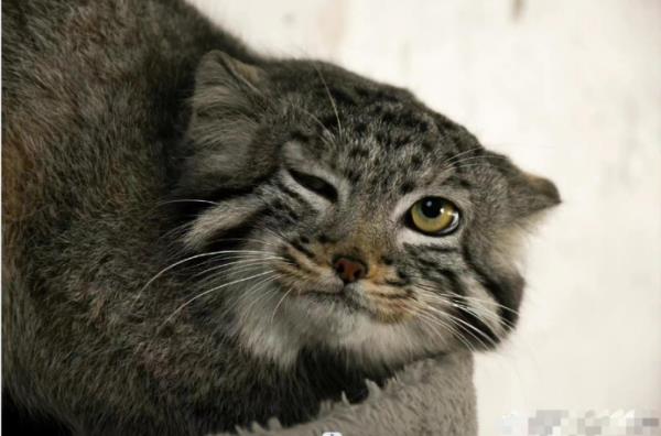 西宁野生动物园：兔狲“狲大娘”因病死亡，初步诊断为子宫蓄脓