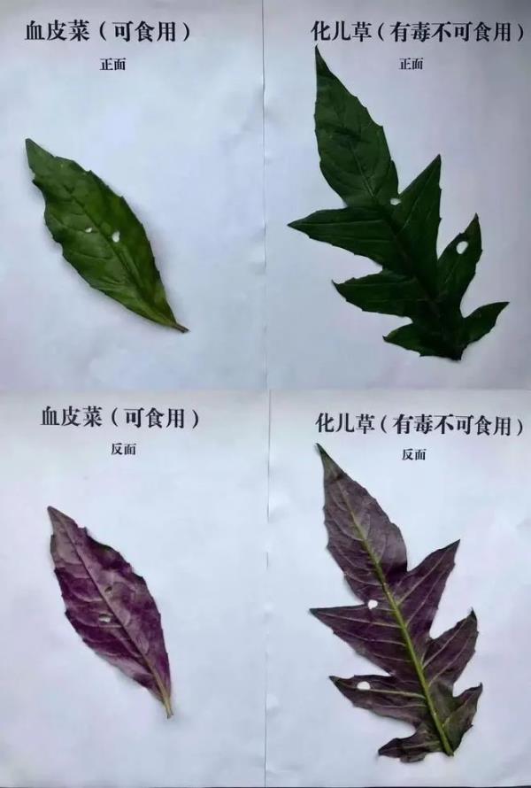 小心中毒!湖南疾控最新提醒 小心中毒!湖南疾控最新提醒