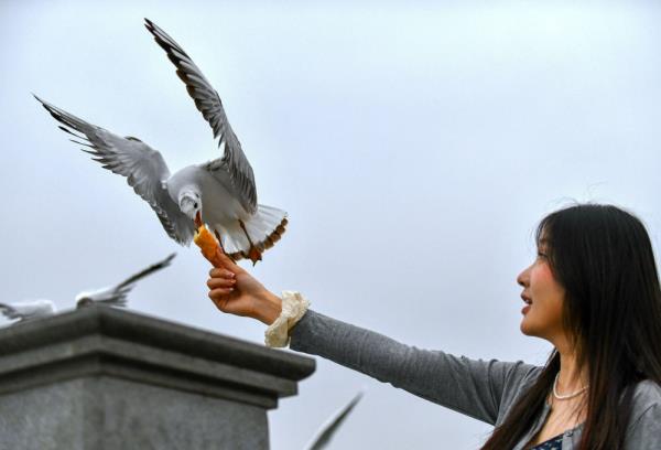 云南昆明:再见,红嘴鸥 云南昆明:再见,红嘴鸥