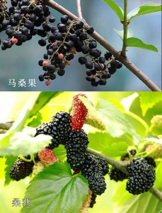 小心中毒!湖南疾控最新提醒 小心中毒!湖南疾控最新提醒