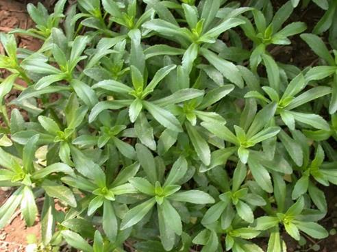 小心中毒!湖南疾控最新提醒 小心中毒!湖南疾控最新提醒