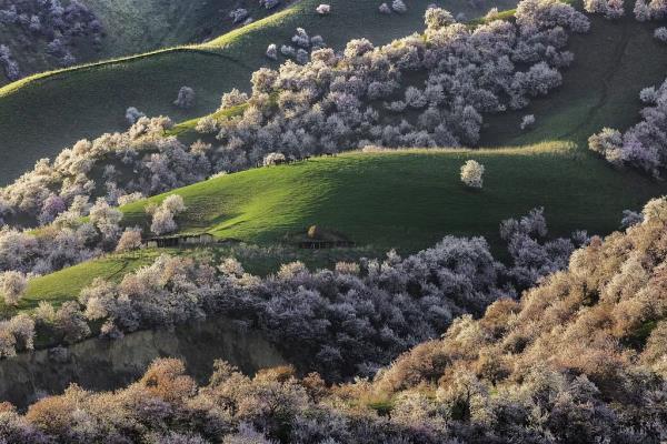 春分时节最佳赏花季到来 你眼中的春是什么花? 春分时节最佳赏花季到来 你眼中的春是什么花?