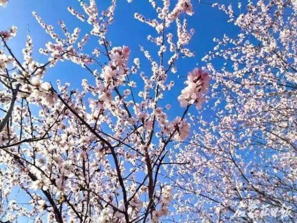 石家庄环城水系山桃花盛开 如云似霞醉游人