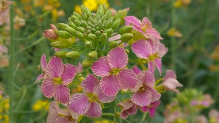 颜色多达70种!江西农大彩色油菜花上新 颜色多达70种!江西农大彩色油菜花上新