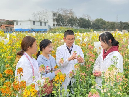 颜色多达70种!江西农大彩色油菜花上新 颜色多达70种!江西农大彩色油菜花上新