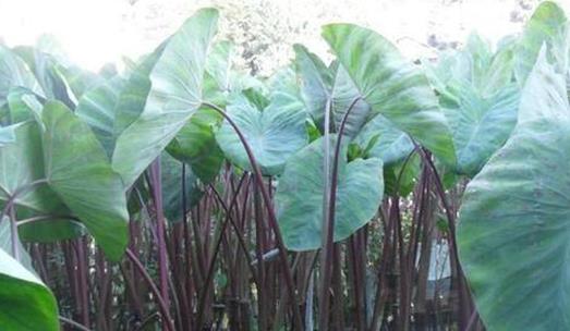 小心中毒!湖南疾控最新提醒 小心中毒!湖南疾控最新提醒