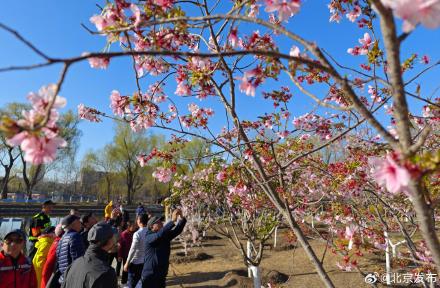 玉渊潭公园樱花观赏季开始啦！