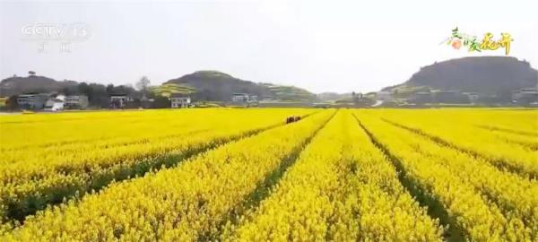 以“花”为媒持续推动农旅融合 各地经济发展“春暖花开”朝气蓬勃