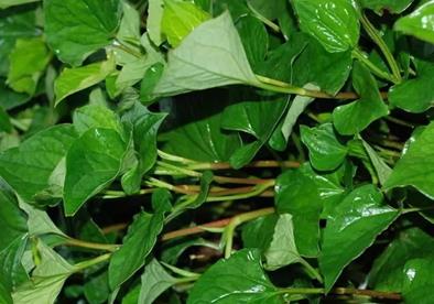 小心中毒!湖南疾控最新提醒 小心中毒!湖南疾控最新提醒