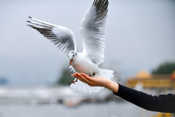 云南昆明:再见,红嘴鸥 云南昆明:再见,红嘴鸥