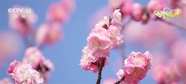 以“花”为媒持续推动农旅融合 各地经济发展“春暖花开”朝气蓬勃