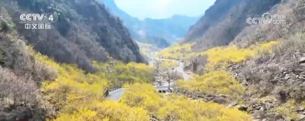 “赏花+”跨界融合激发春季旅游热潮 新型消费“多点开花”亮点频现