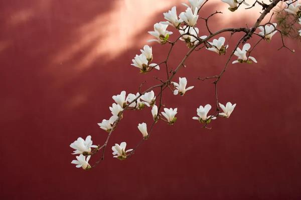 春分时节最佳赏花季到来 你眼中的春是什么花? 春分时节最佳赏花季到来 你眼中的春是什么花?