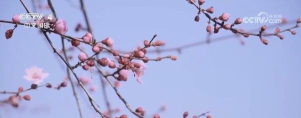 “赏花+”跨界融合激发春季旅游热潮 新型消费“多点开花”亮点频现