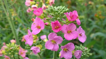 颜色多达70种!江西农大彩色油菜花上新 颜色多达70种!江西农大彩色油菜花上新