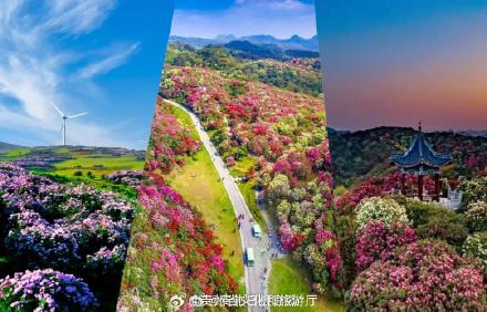 绝美！春分的贵州万紫千红