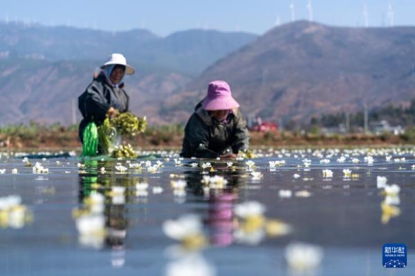 神州景象丨来云南，尝一口春天的滋味