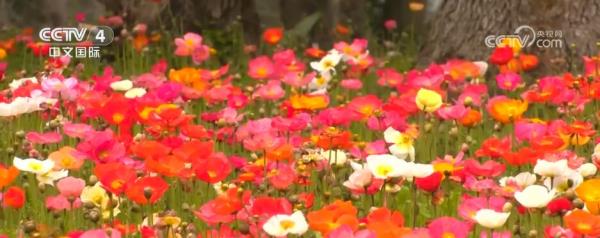 “赏花+”跨界融合激发春季旅游热潮 新型消费“多点开花”亮点频现