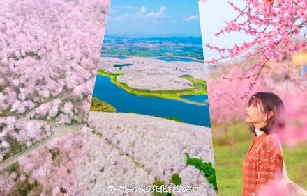 绝美！春分的贵州万紫千红