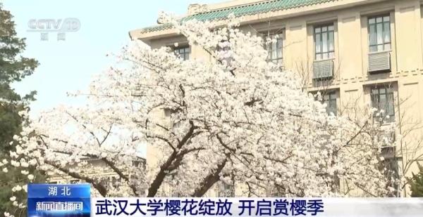 走！去武汉大学赏樱花去