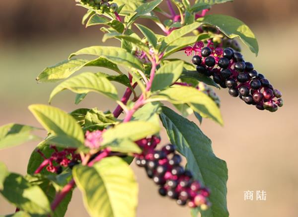 小心中毒!湖南疾控最新提醒 小心中毒!湖南疾控最新提醒