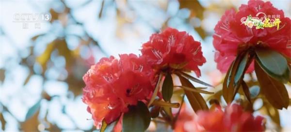 以“花”为媒持续推动农旅融合 各地经济发展“春暖花开”朝气蓬勃