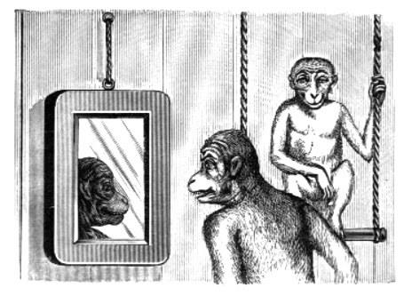 【史海回眸】宠物猴,英国维多利亚时代的贵族专属 【史海回眸】宠物猴,英国维多利亚时代的贵族专属