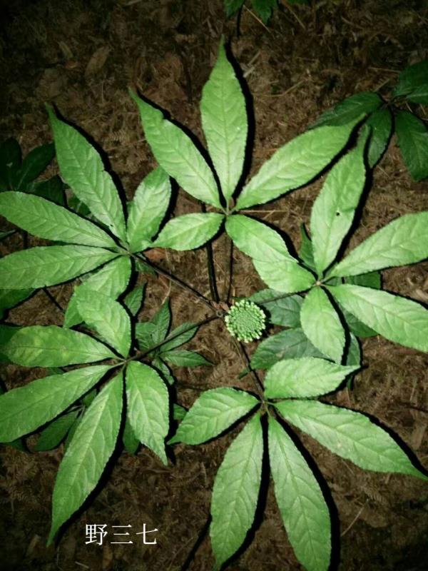 小心中毒!湖南疾控最新提醒 小心中毒!湖南疾控最新提醒