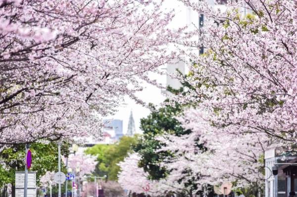 本周末起樱花开放！同济大学四平路校区要预约了