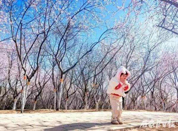 石家庄环城水系山桃花盛开 如云似霞醉游人