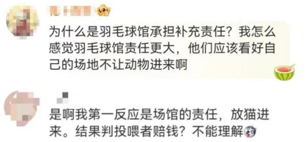 男子被流浪猫绊倒受伤，投喂者赔偿24万元