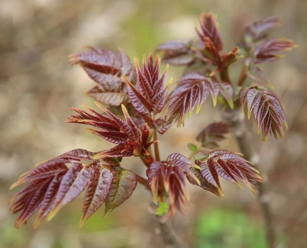 小心中毒!湖南疾控最新提醒 小心中毒!湖南疾控最新提醒