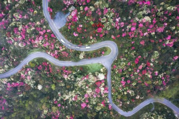 春分时节最佳赏花季到来 你眼中的春是什么花? 春分时节最佳赏花季到来 你眼中的春是什么花?