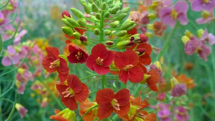 颜色多达70种!江西农大彩色油菜花上新 颜色多达70种!江西农大彩色油菜花上新